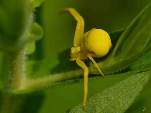 Misumena vatia
